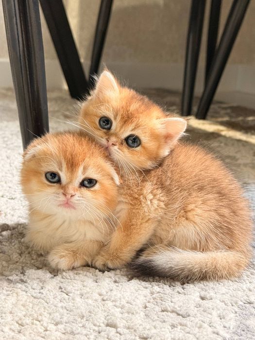 Продаются  котенок чёрны золота
