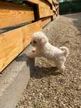 vând pui bichon mini toy