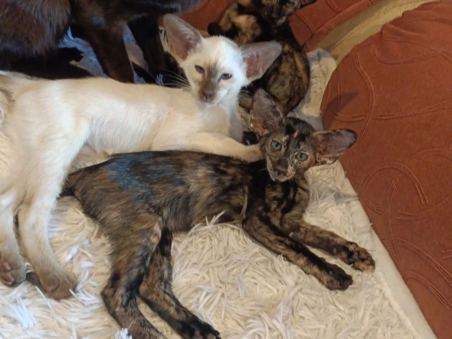 Котята ориентальной породы