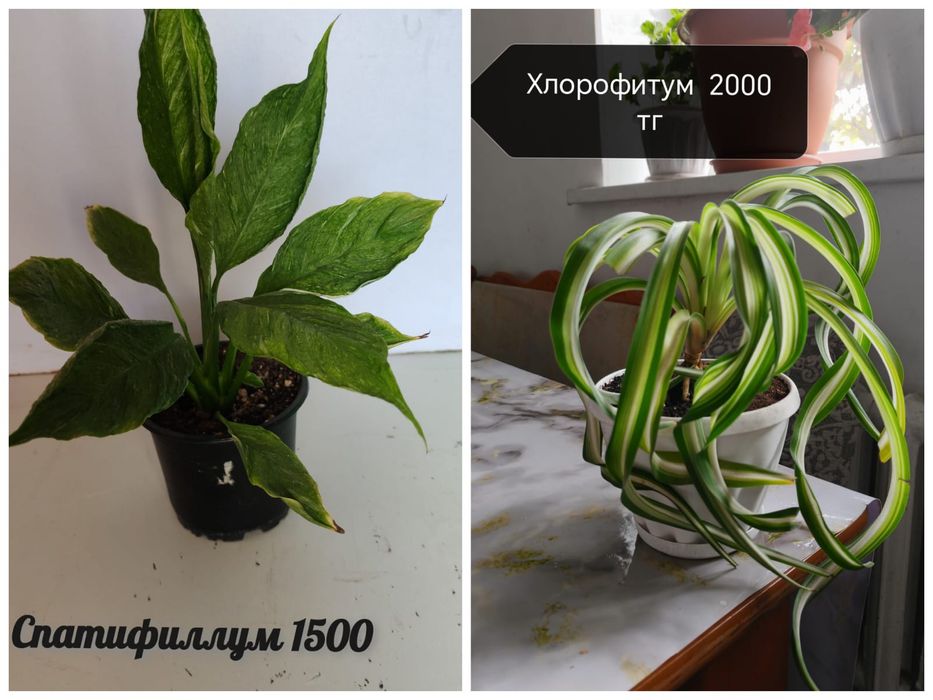 Гүлдер сатылады/цветы продаются