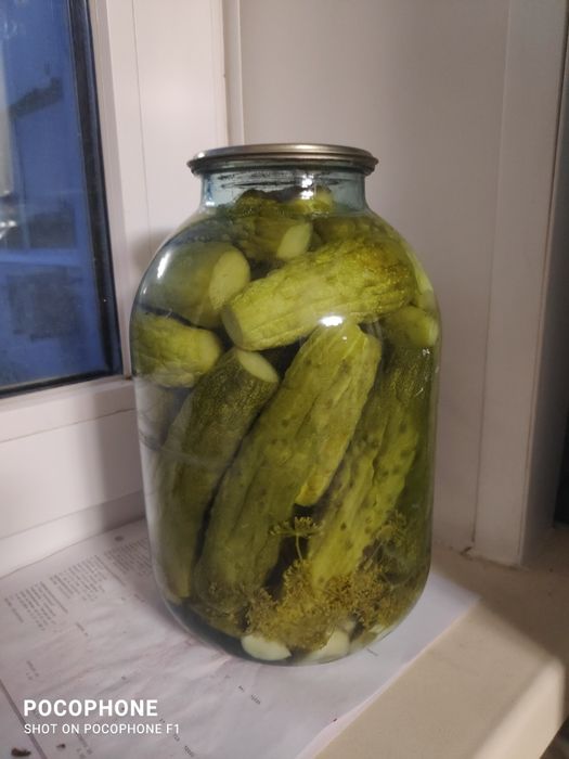 Огурцы консервированные