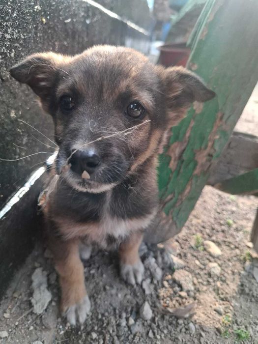 Отдам щенка в добрые руки