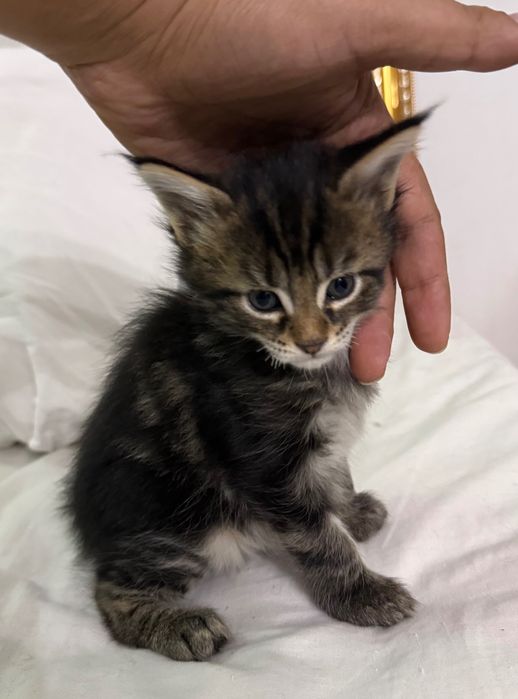 Мейн кун мальчики