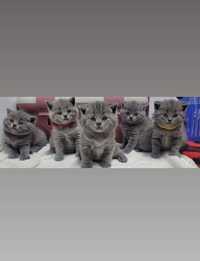 Vând pisici British shorthair