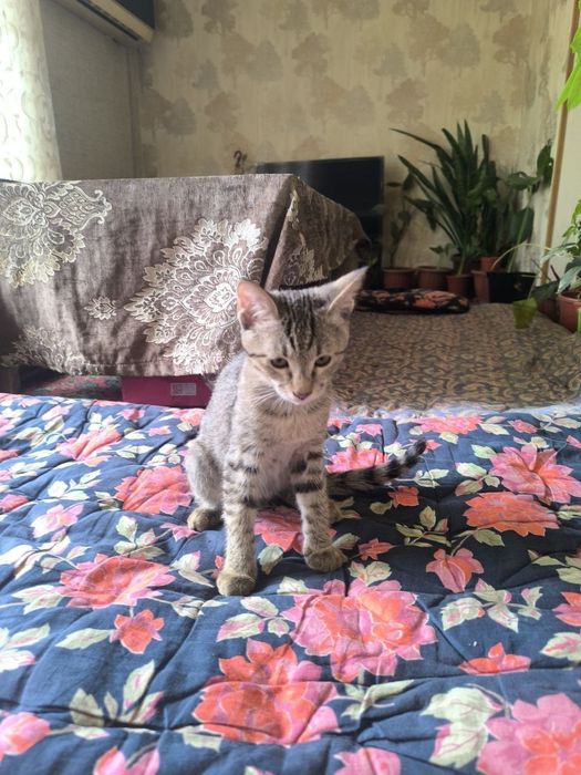 отдам хорошие руки