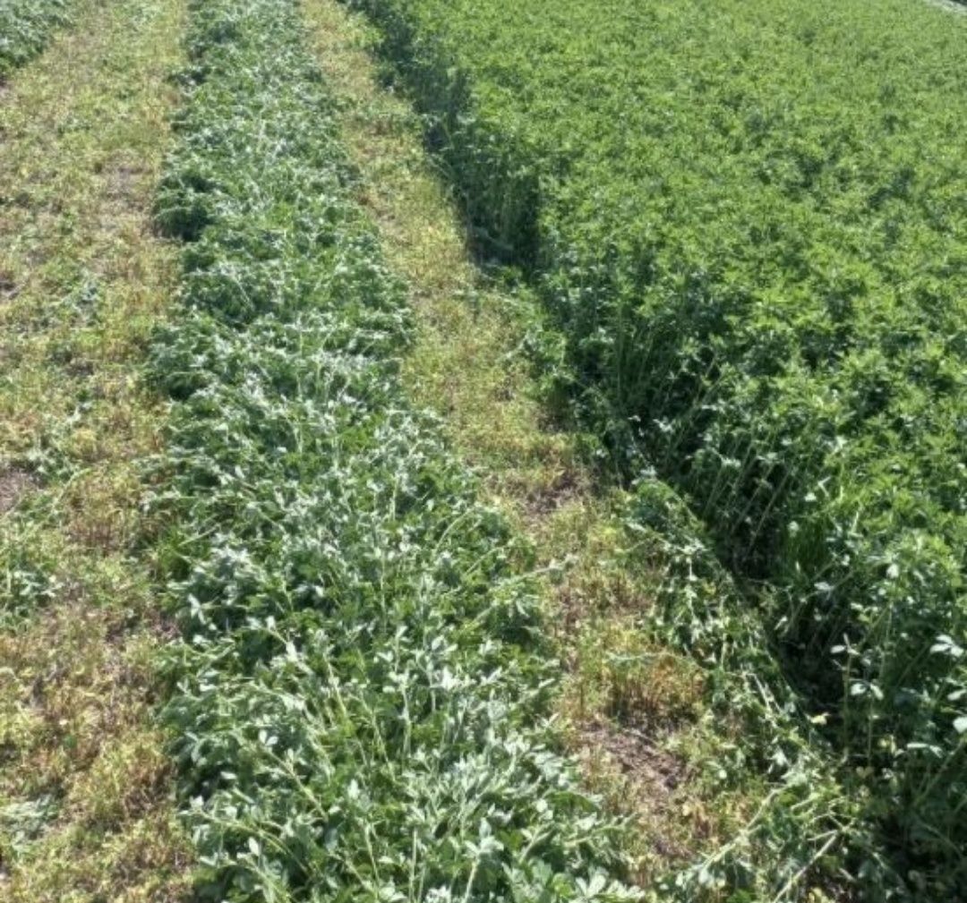 Vând baloti 120/120 lucernă curata Coasa 2 la 350 ron