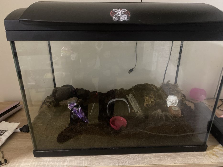 Acvariu cu tarantula lasiodora  parahybana