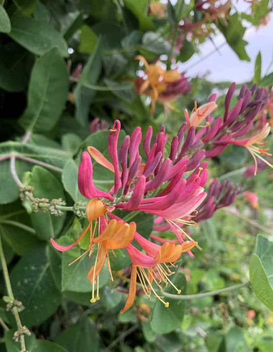 Iasomie alba, galbena, roz la ghiveci cu crestere rapida