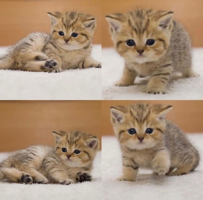 Котята-золотая шиншилла