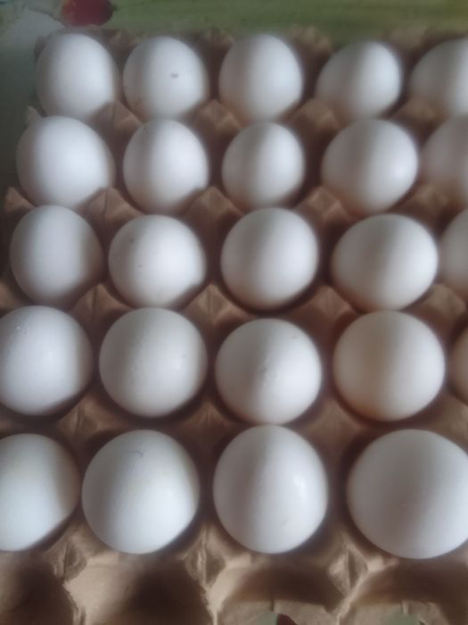 Продам яйцо куриные домашние