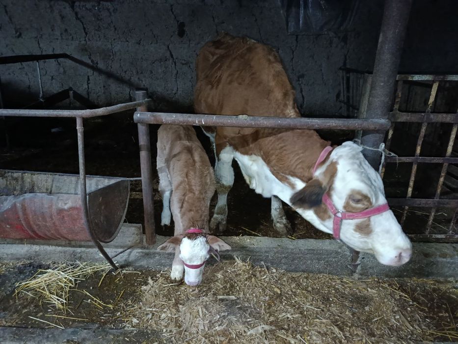 Сигир  она бола сотилади.Сименталь Австрийский