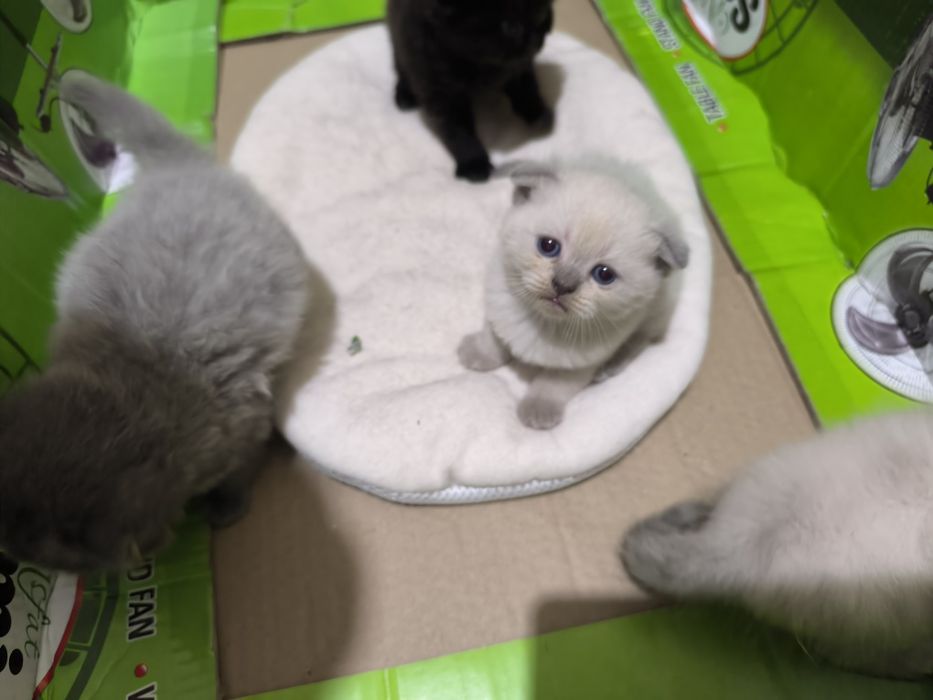 Зотдор скоттиш фолд мушук сотилади.