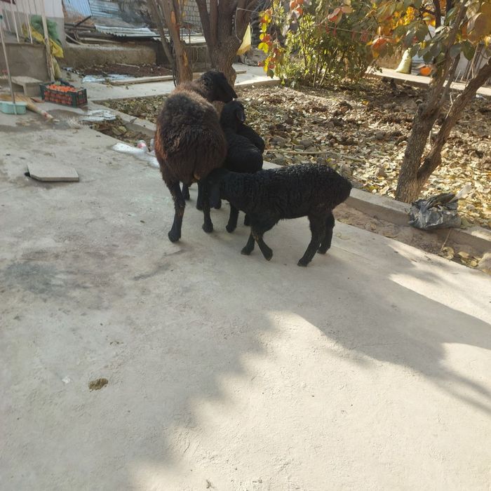 3 та болали егиз куй сотилади