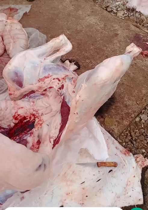 Соғым Согым Бүгінге дайын жылқы еті