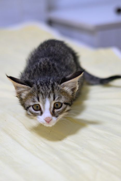 Пристраиваем котенка, девочка 2 мес, окрас Табби