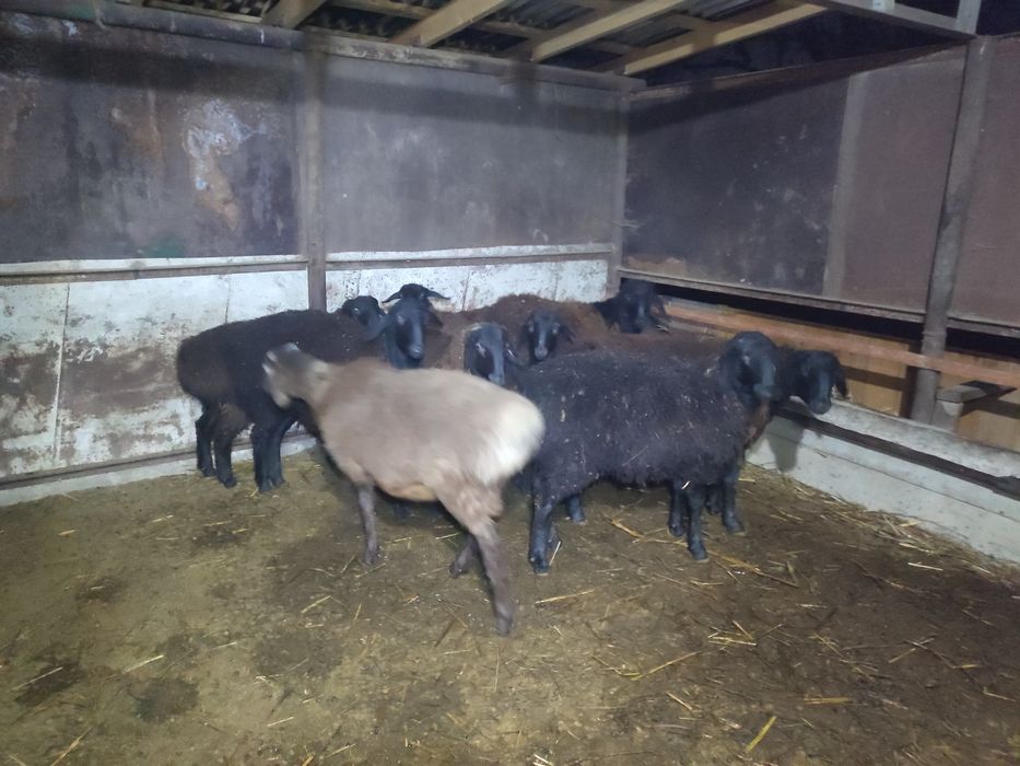 Курдючные бараны