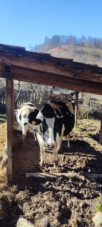 Vaca Holstein 4 ani si junincă 1 an jumate