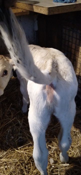 Vițea rasa Charolais de Vînzare