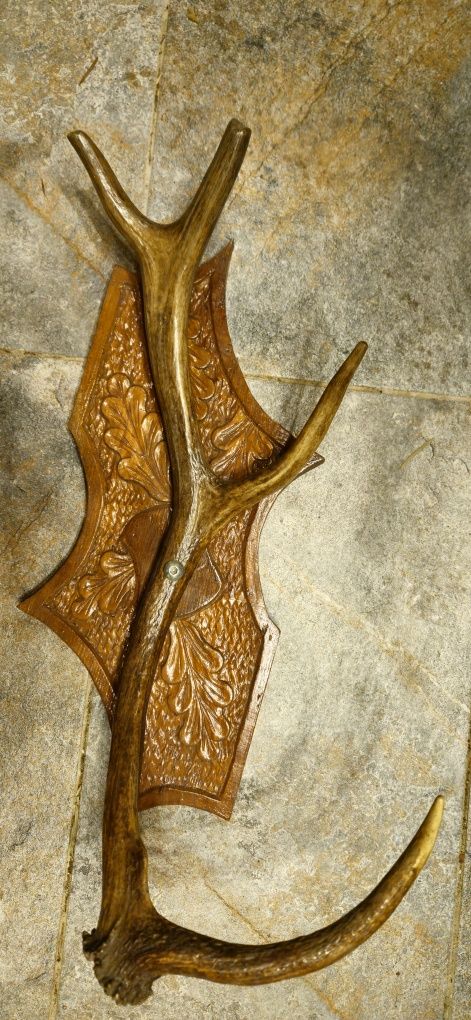 Vand trofee lopatar,carpatin,caprior,capra neagra,sulitar. Vezi 8 poze