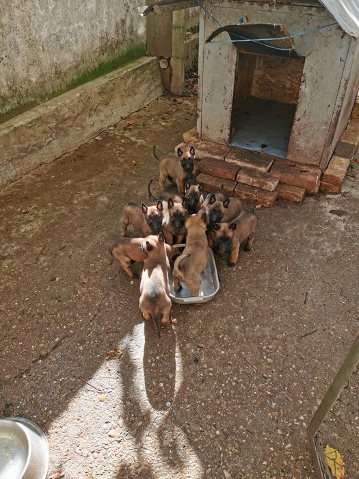 Белгийски овчарки малиноа