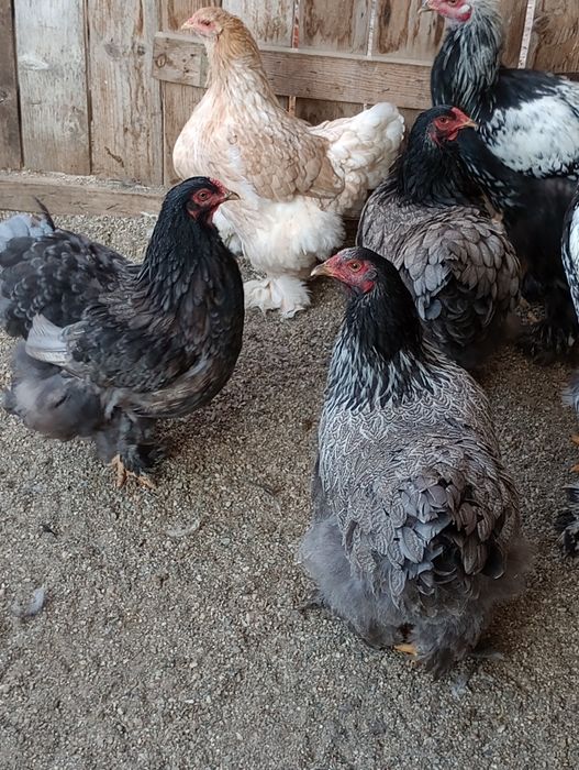 Puicuțe Brahma de vînzare silvar Orange