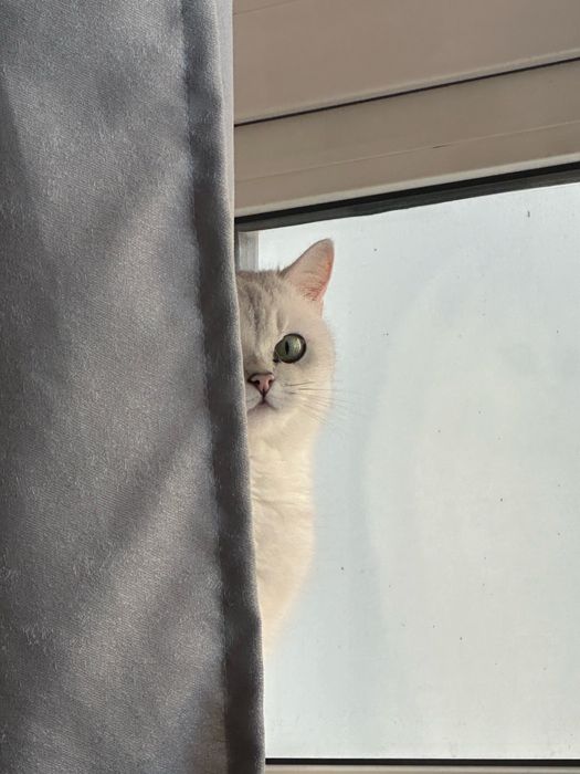 Кошка ищет кота для вязки