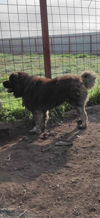 Ciobanesc caucazian de pază 4 ani