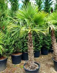 Palmieri Trachycarpus Fortunei, Washingtonia robusta rezista la îngheț