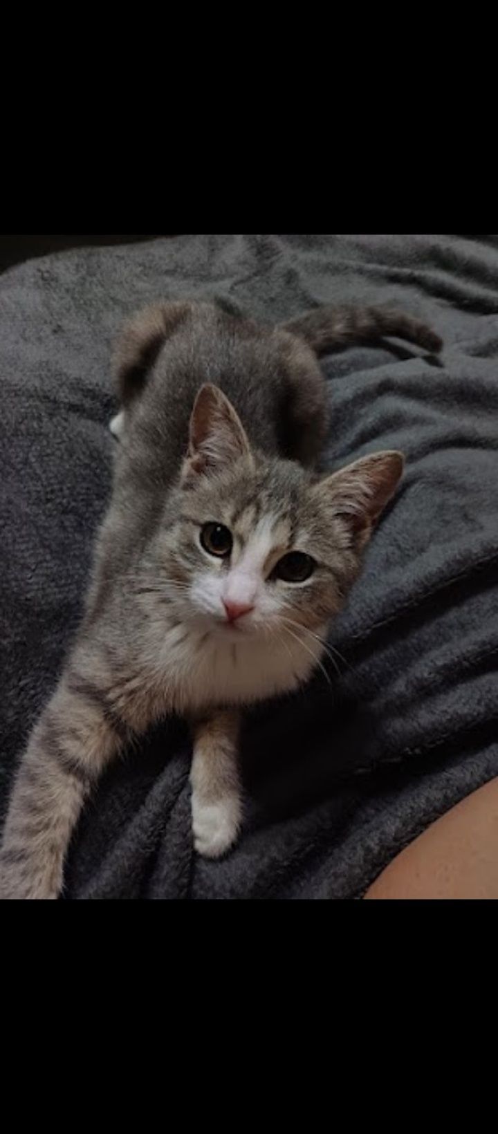 Отдам кошку умную