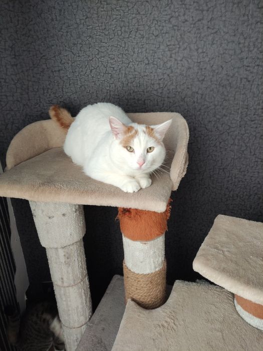 Отдам в добрые руки