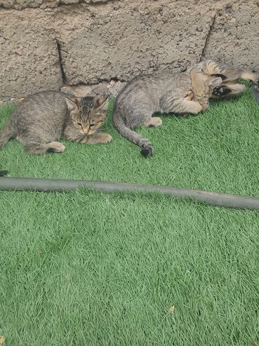 Котята в хорошие руки