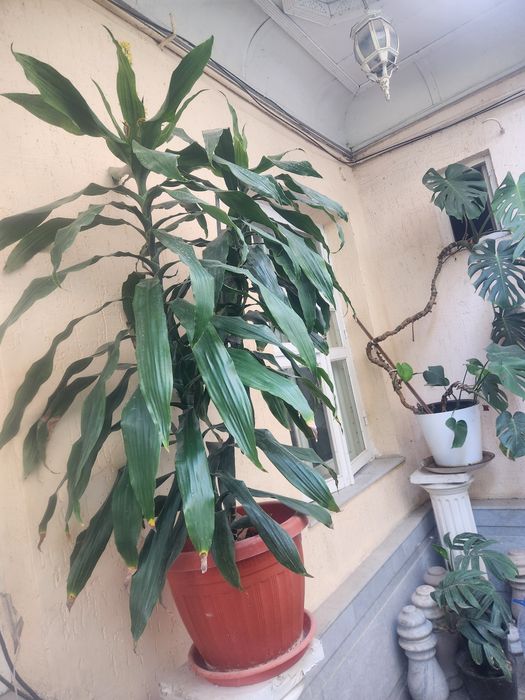 Цветущая драценна