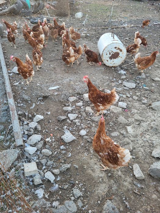 Gaini roșii outoare au undeva la 2 kg pret 12 lei buc