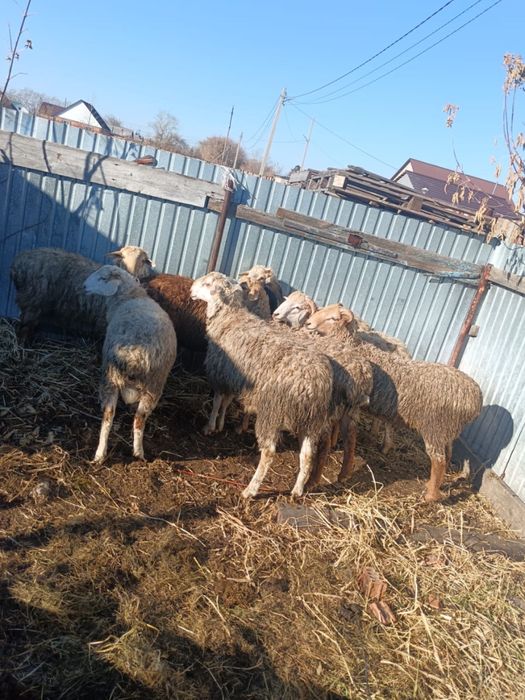 Продам упитанных баранов