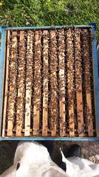 Vând familii de albine 50 lei/rama