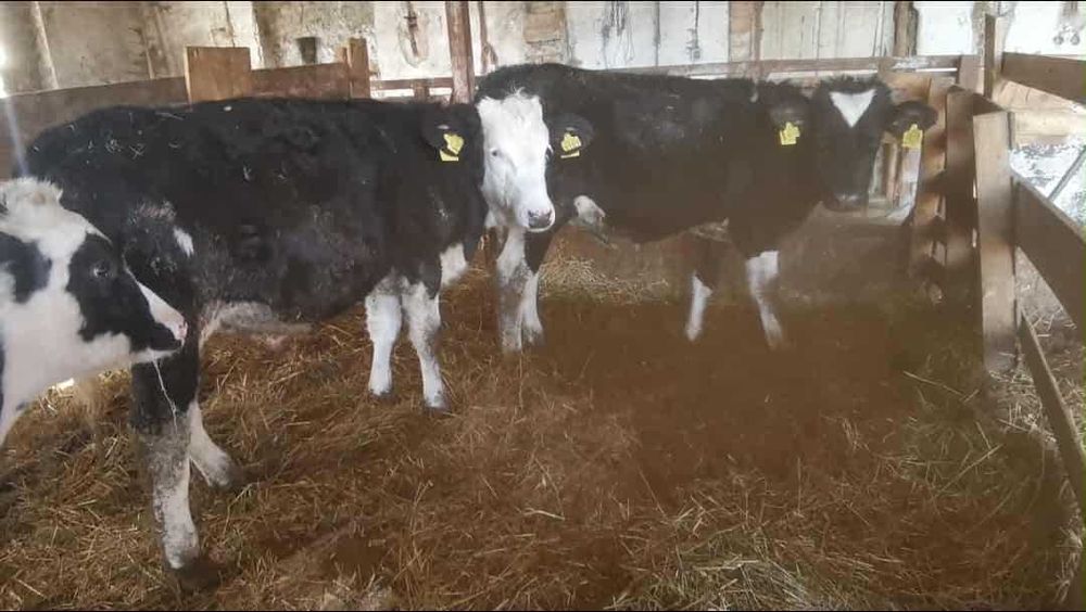 vand vitei sugari si intarcati (bălțată și holstein) 70-350 kg