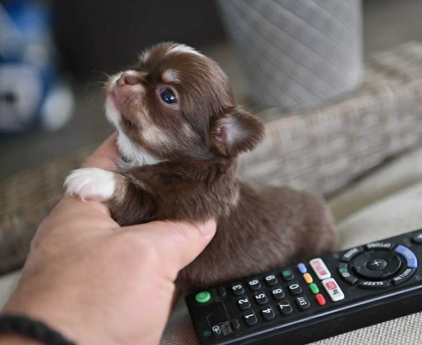 Женско миниатюрно чихуахуа шоколадов тен