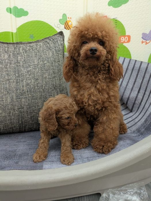 Красивые щенки той пуделя