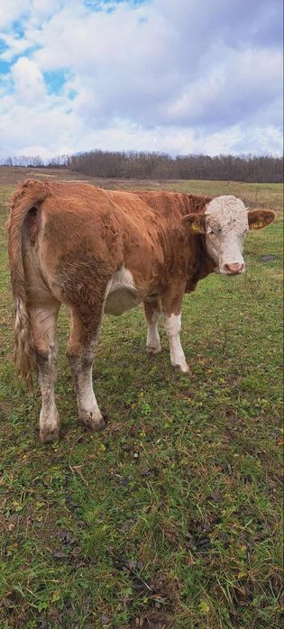 Vând vițea de 9 luni