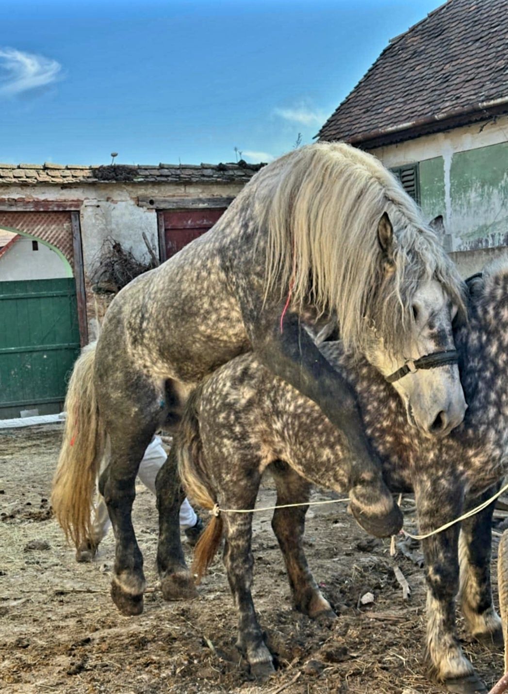 VAND iapa Percheron