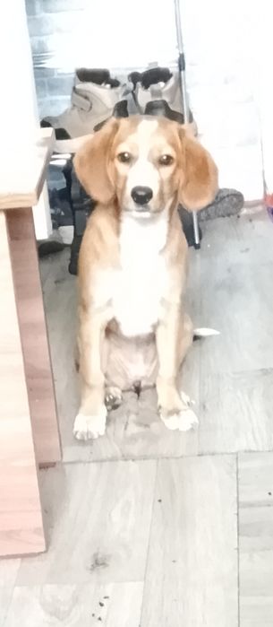 Срочно. В добрые руки!