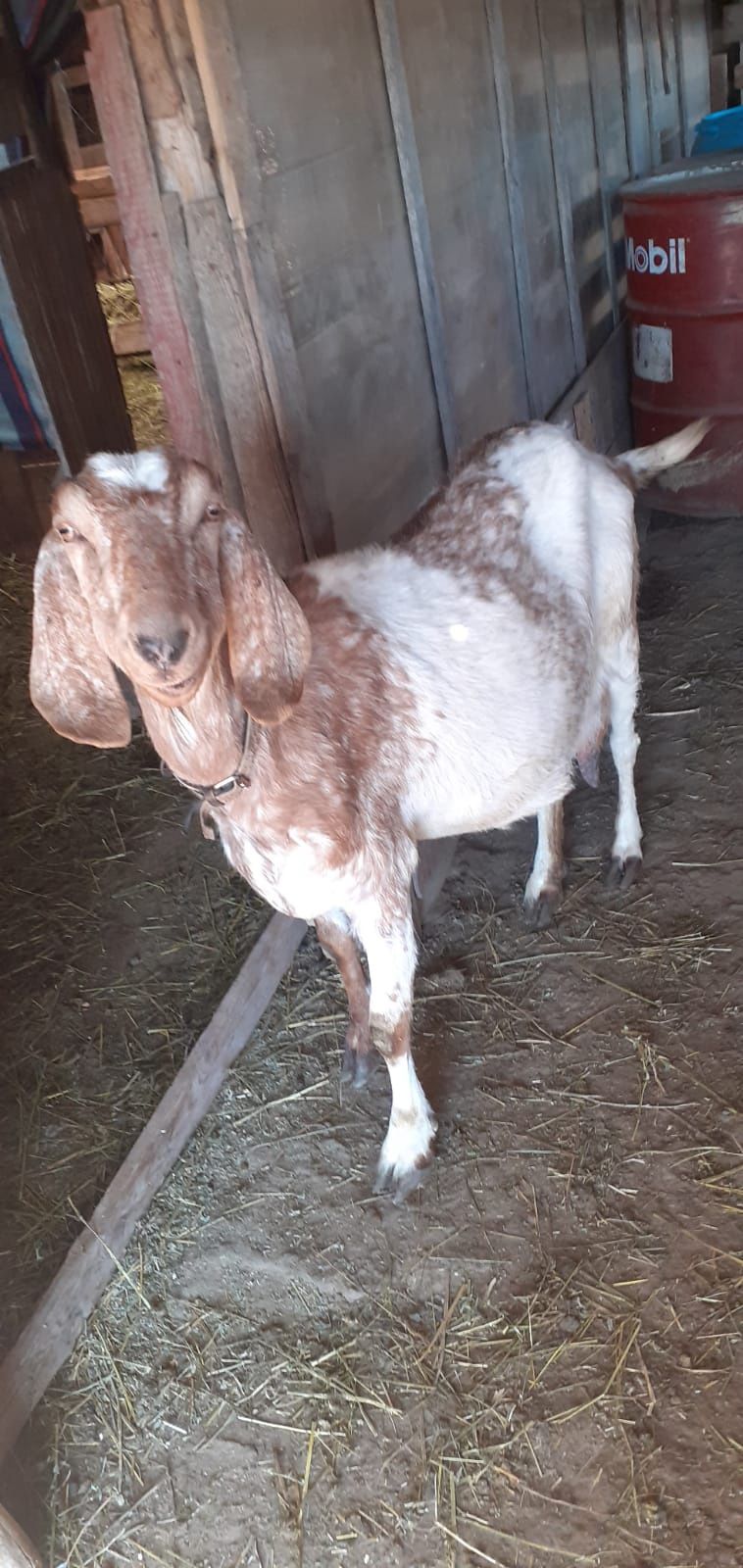 Vând țap angllonubian