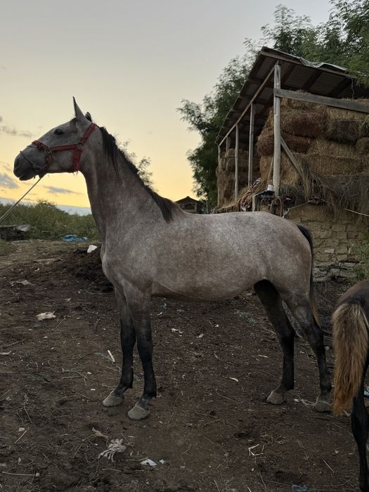 De vanzare ! Iapa lipițană cu tot cu mănză