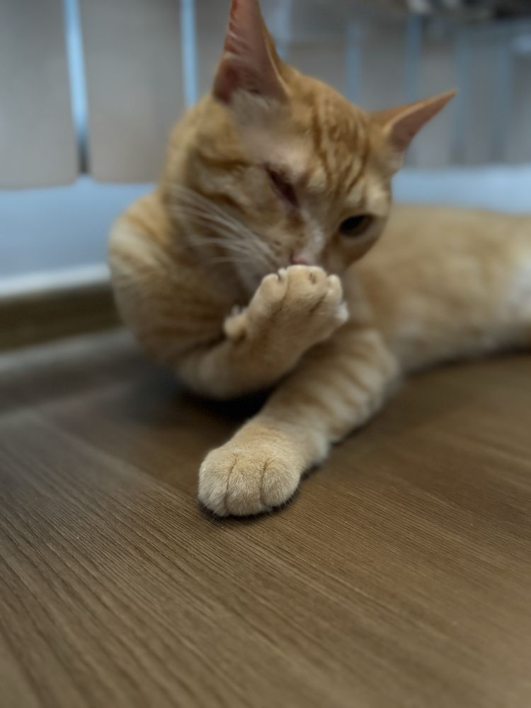 Особенный котик ищет дом