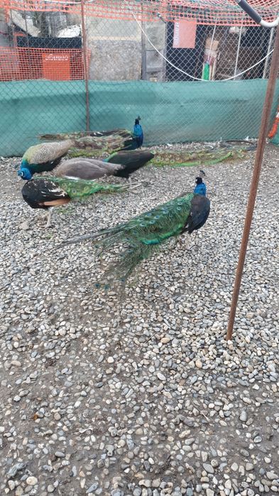 Pauni Uneri Negri; Pauni Standard; Pauni Arlechin