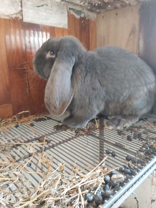 Masculi berbec german