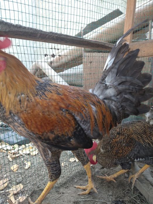 Xoʻroz 598 000 ming (2 tasi birda)