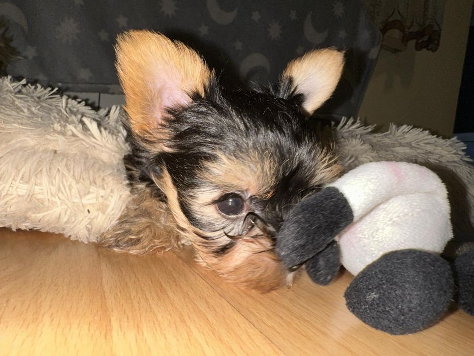 Йоркшерски териер Мини момиченца