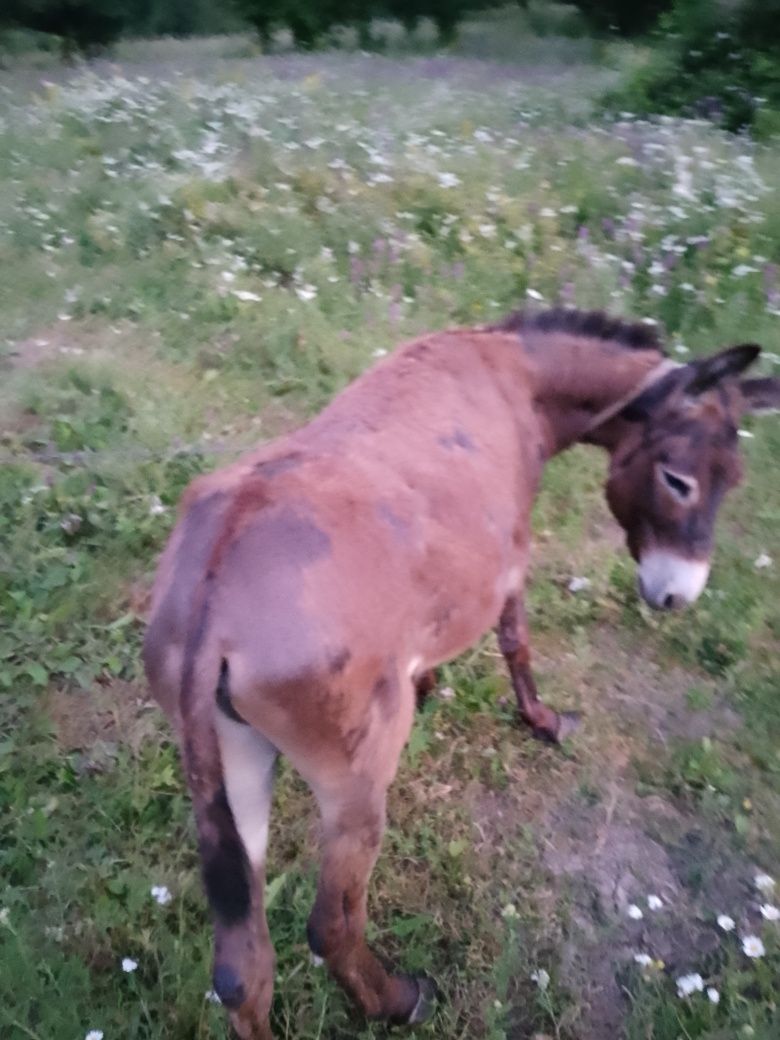 Vând măgar 2 ani