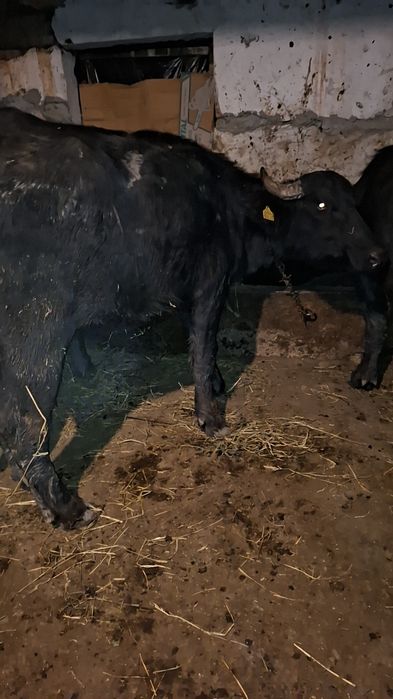 Vând două juninci de bivol gestante